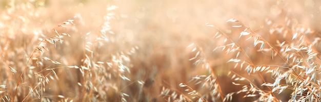 oats field in the sun