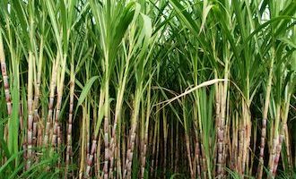 natural sweeteners sugar cane field